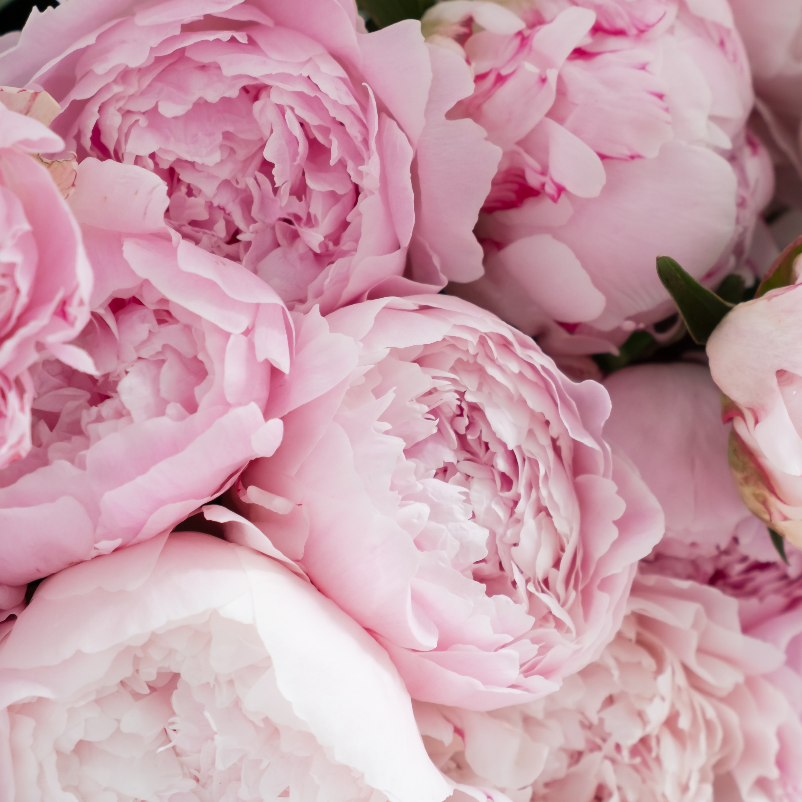FLEUR 21
